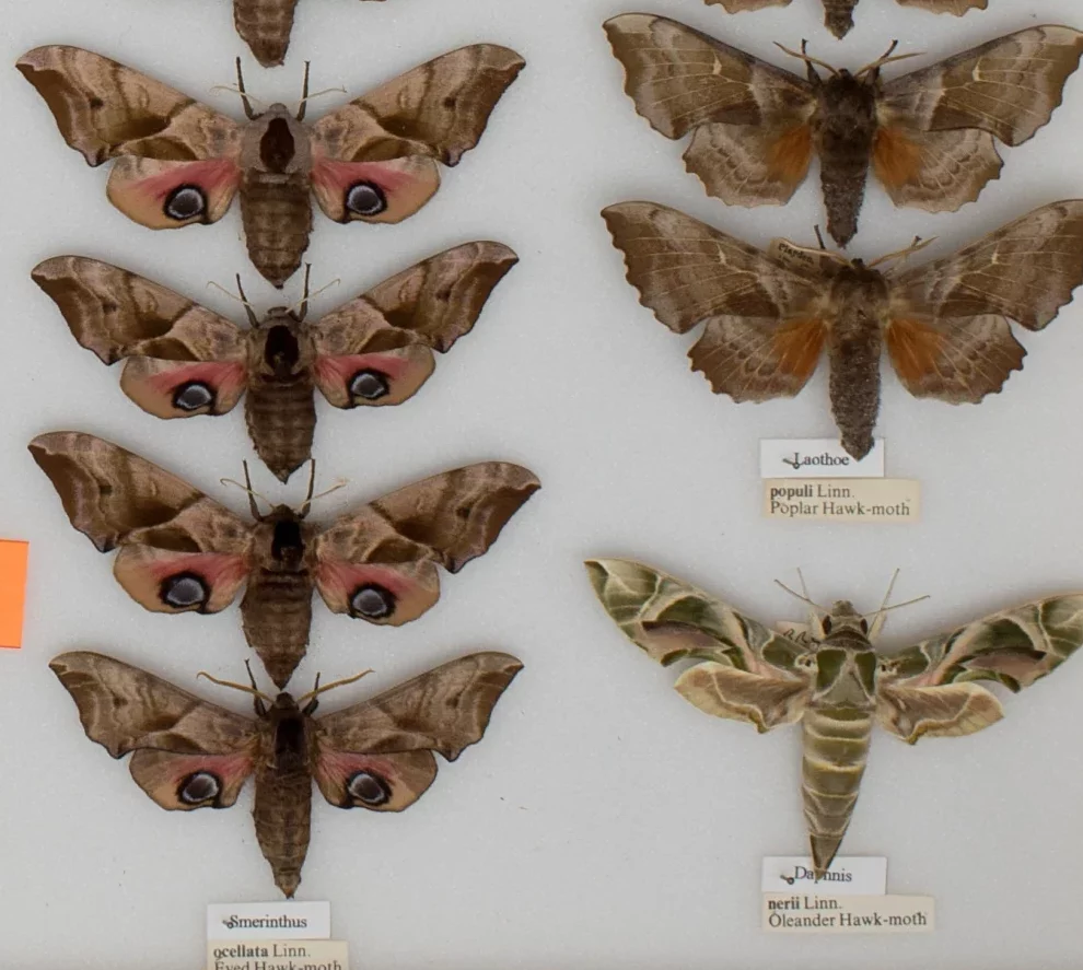 Exploring the Society’s collections