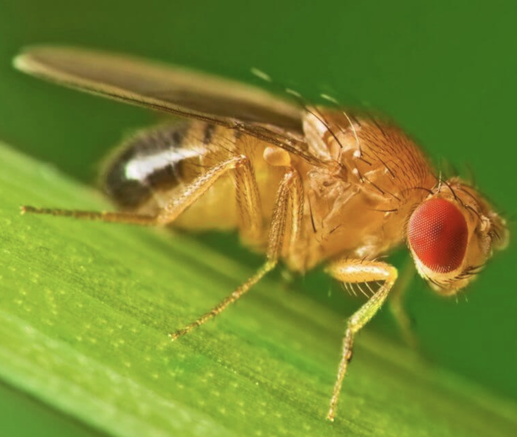 Fruit flies by Colin Brooks