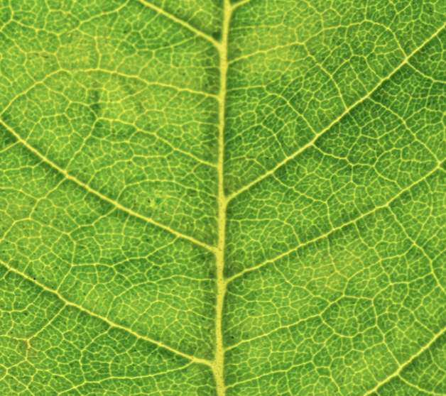 Things that live in leaves by Ian Watson