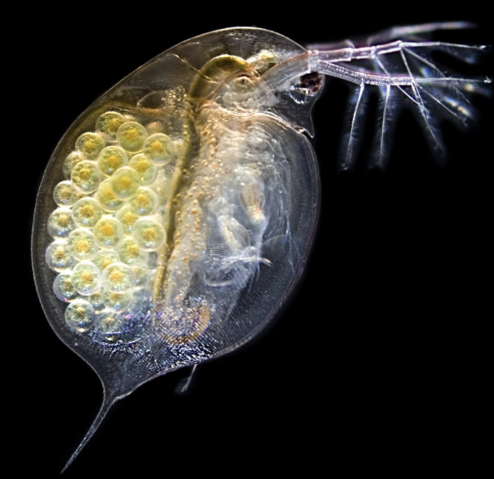 Daphnia by John Smith